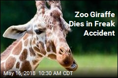 Zoo Atlanta&#39;s Giraffe Dies in &#39;Unusual Incident&#39;