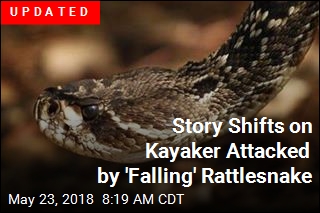 Rattlesnake Falls Out of Tree, Bites Kayaker