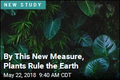 By This New Measure, Plants Rule the Earth