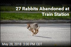 Reward Offered After 27 Rabbits Dumped at Train Station