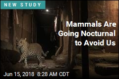 Mammals Are Going Nocturnal to Avoid Us