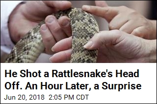 He Shot a Rattlesnake&#39;s Head Off. An Hour Later, a Surprise