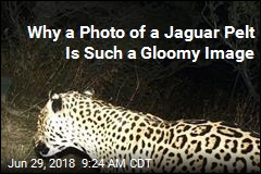 Why a Photo of a Jaguar Pelt Is Such a Gloomy Image