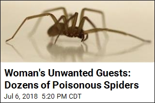 Woman&#39;s Unwanted Guests: Dozens of Poisonous Spiders