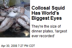 Collosal Squid Has World's Biggest Eyes