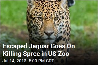 Jaguar Escapes, Goes On Killing Spree in US Zoo