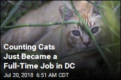 $1.5M Project Aims to Count All of DC&#39;s Cats