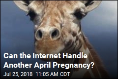 Most Famous Pregnant Giraffe Is at It Again