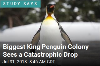 Biggest King Penguin Colony Sees a Catastrophic Drop