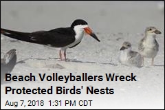 Beach Volleyballers Wreck Protected Birds&#39; Nests
