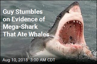 Guy Stumbles on Evidence of Mega-Shark That Ate Whales