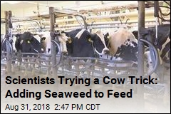 Scientists Trying a Cow Trick: Adding Seaweed to Feed