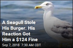 A Seagull Stole His Burger. His Reaction Got Him a $124 Fine