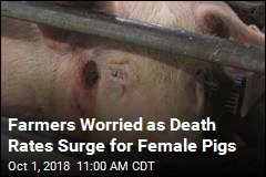 Female Pigs Dying in High Numbers on Farms