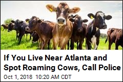 Dozens of Cows on the Loose After Georgia Truck Accident