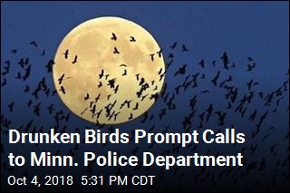 Drunken Birds Prompt Calls to Minn. Police Department