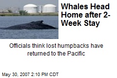 Whales Head Home after 2-Week Stay