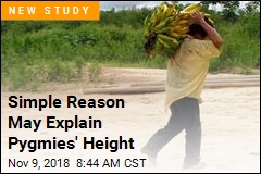Reason Pygmies Are Short May Be Surprisingly Simple