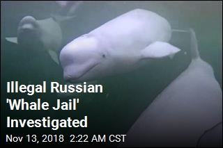 Illegal Russian &#39;Whale Jail&#39; Investigated