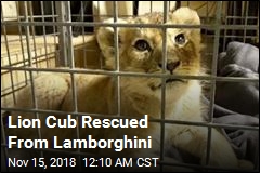 Lion Cub Seized During Traffic Stop