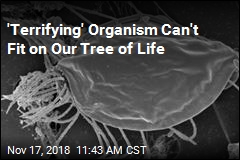 New Branch Discovered on the Tree of Life