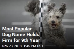 Most Popular Dog Name Holds Firm for 9th Year
