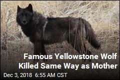 Famous Yellowstone Wolf Killed Same Way as Mother