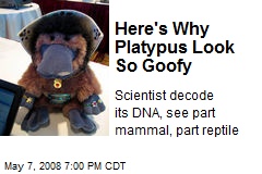 Here's Why Platypus Look So Goofy