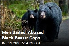 Men Baited, Abused Black Bears: Cops
