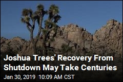 Joshua Trees&#39; Recovery From Shutdown May Take Centuries