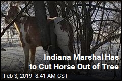 Indiana Marshal Has to Cut Horse Out of Tree
