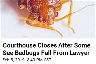 Courthouse Closes After Some See Bedbugs on Lawyer
