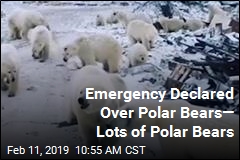 Islands Declare Emergency Over ... Polar Bears