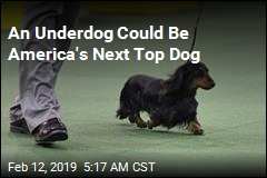 Dachshund Could Be America&#39;s Next Top Dog