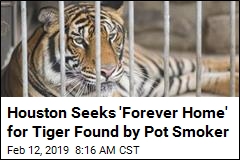 Houston Seeks &#39;Forever Home&#39; for Tiger Found by Pot Smoker