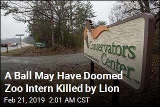 Witness Explains How Lion Was Able to Reach, Kill Zoo Intern