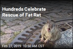 Hundreds Celebrate Rescue of Fat Rat