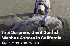 In a Surprise, Rare Sunfish Washes Ashore in California