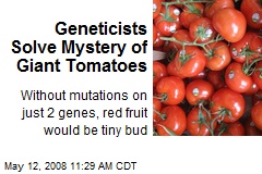Geneticists Solve Mystery of Giant Tomatoes
