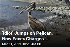 &#39;Idiot&#39; Jumps on Pelican, Now Faces Charges