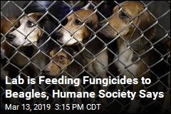 Lab is Feeding Fungicides to Beagles, Humane Society Says