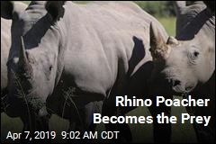 Rhino Poacher Becomes the Prey