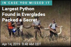 Largest Python Found in Everglades Packed a Secret