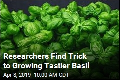 Scientists Discover Secret to Growing Tastier Basil