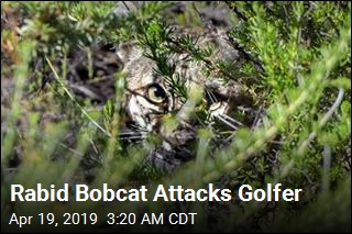 Rabid Bobcat Injures Connecticut Golfer, Horse
