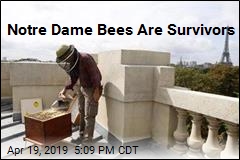 Notre Dame Bees Are Survivors