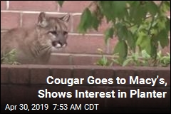 Cougar Goes to Macy&#39;s, Shows Interest in Planter