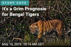 It&#39;s a GrimPrognosis for Bengal Tigers