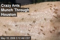 Crazy Ants Munch Through Houston