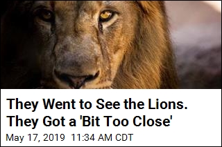 They Went to See the Lions. They Got a &#39;Bit Too Close&#39;